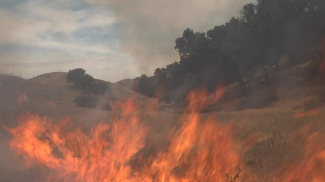 2020 - a controlled prescribed wildfire burns around a remote unmanned camera in a wilderness area in Santa Barbara County, California.