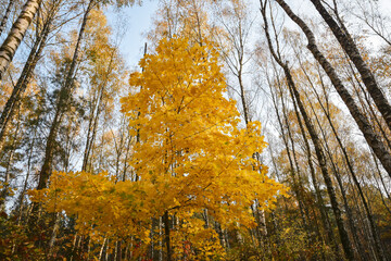 Tree with bright yellow leaves standing out in the autumn forest.
