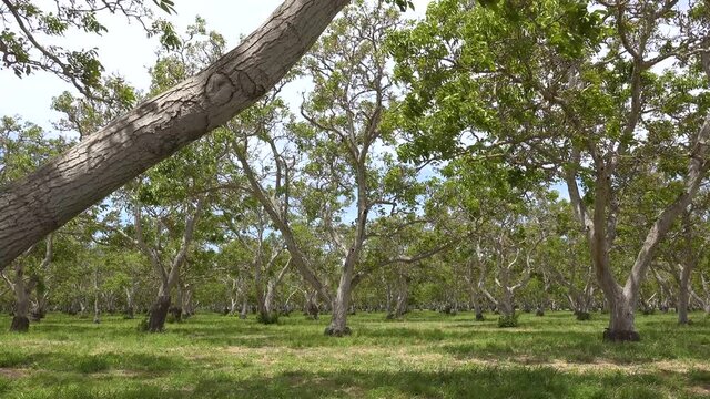 Establishing shot of a walnut orchard at an agriculture farm in Central California. 