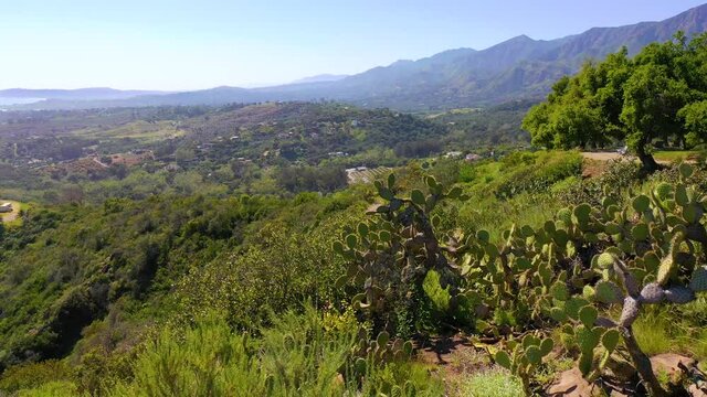 Aerial over cactus reveals Carpinteria Montecito California and establishing Santa Barbara coastline below.