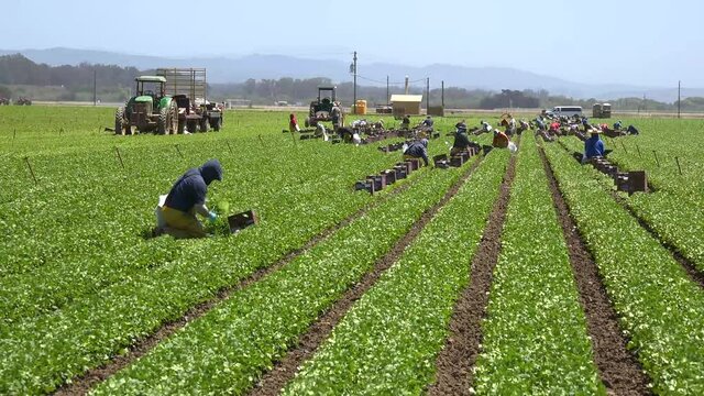 Migrant Mexican and hispanic farm workers labor in agricultural fields picking crops vegetables suggests immigration and hard work.