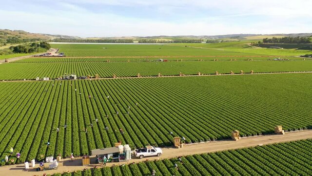 Excellent Aerial Of Vast Commercial California Farm Fields With Migrant Immigrant Mexican Farm Workers Picking Crops, Immigration And Manual Labor.