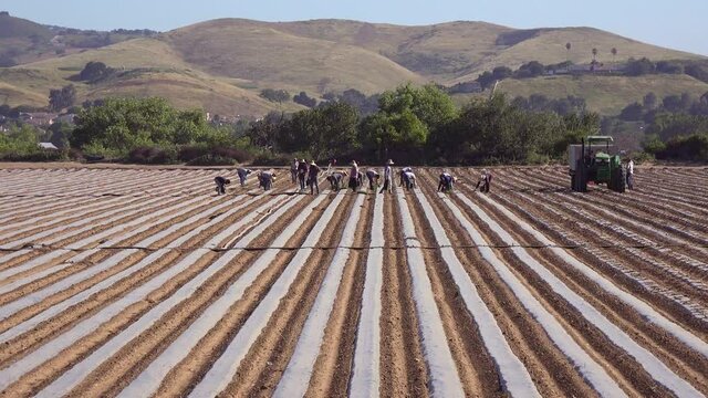 Mexican farm workers work in a commercial farm field on a local organic farm in Santa Ynez, California, suggesting immigration and immigrant manual labor.