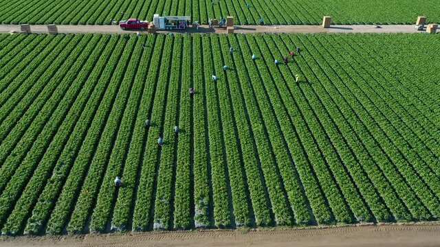 Excellent aerial of vast commercial California farm fields with migrant immigrant Mexican farm workers picking crops, immigration and manual labor.