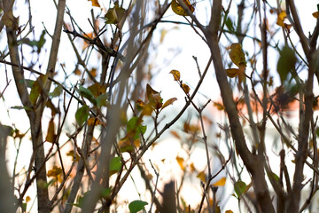Colorful autumn leaves in a garden. Selective focus.