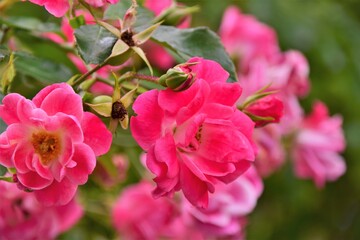 Obraz premium pink rose bush