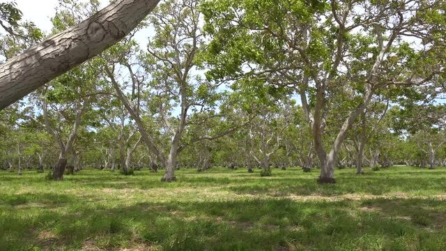 Pan across a walnut orchard at an agriculture farm in Central California. 