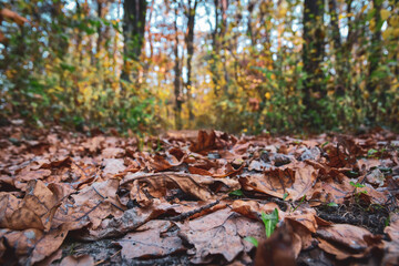 autumn leaves on the ground in the forest with blurred background