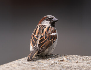 House Sparrow