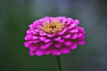 Pink Zinnia in its flowering period close-up.
