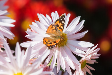 Butterfly Vanessa cardui sits on a chrysanthemum. Chrysanthemum background with a copy of space. Butterfly close-up. Beautiful white chrysanthemums are blooming in the garden.