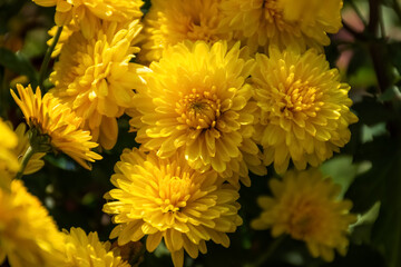 Yellow chrysanthemums close - up in the garden. Beautiful autumn flower background. Soft focus and lighting. Blurred background with space for text.