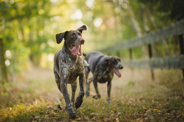 happy german pointer running  on a sunny day