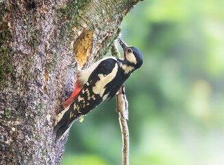Great Spotted Woodpecker
