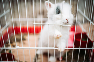 Little white rabbit inside in an metal cage. Picking through the wires