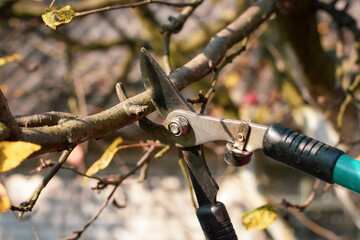 pruning branches of tree in spring. Selective focus.