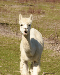 Obraz premium White llama looking at the camera on a New Jersey farm.