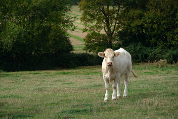 Obraz premium White bull in nature on a green field. White bull on a green lawn. Livestock. Happy New Year 2021. Year of the bull. Farm animals. Chinese Zodiac sign 2021