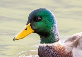Male Mallard Duck