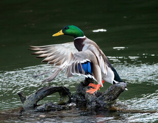 Male Mallard Duck