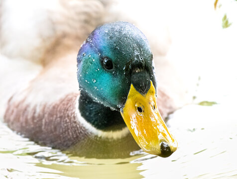 Male Mallard Duck