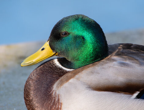 Male Mallard Duck