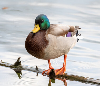Male Mallard Duck