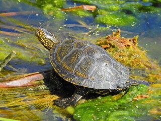 European Pond Turtle (Emys orbicularis)