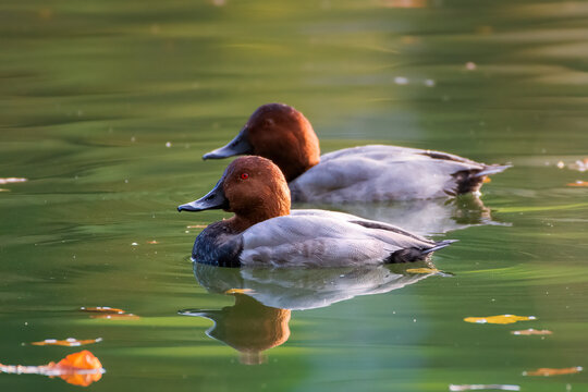 Common Pochard Duck