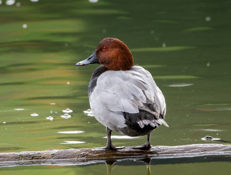 Common Pochard Duck
