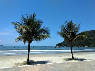 Fototapeta na wymiar palm trees on the pereque beach - guaruja são paulo brazil