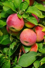 Fresh apples growing on trees at an apple orchard