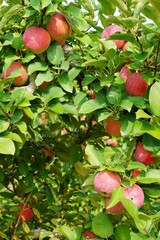 Fresh apples growing on trees at an apple orchard