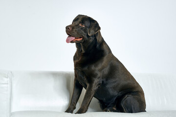 Purebred dog with black hair on a light background portrait, close-up, cropped view