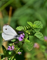 butterfly on a flower