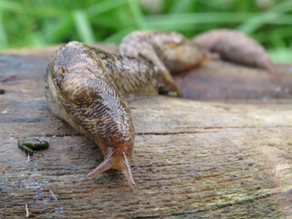 a slug in the garden eating a lettuce leaf. schneckenplage in the garden