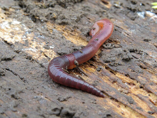 red earthworm isolated on a tree background