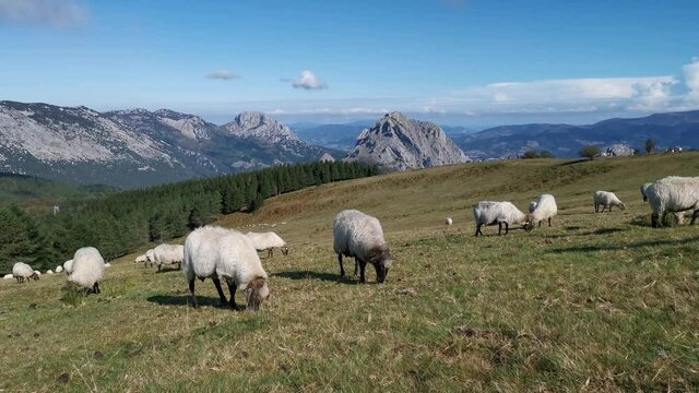 Flock of sheep grazing peacefully in Urkiola
