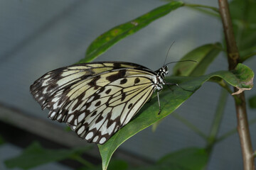 Nymph butterfly on a leaf