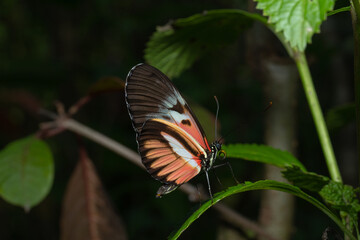 Beautiful Madiera Butterfly 