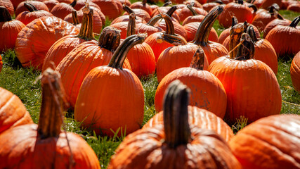dia de muertos halloween calabaza punking thanksgivig day