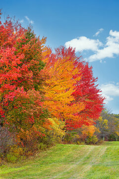 Beautiful autumn landscape foliage trees on a sunny autumn day in New England. Field of green grass in the foreground and blue sky white clouds background.   