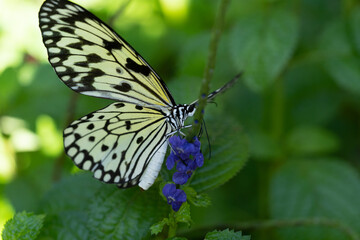 Butterfly on a leaf 
