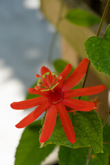 Orange Passiflora 