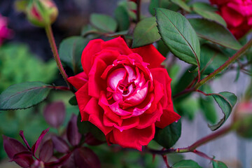 ree rose in garden