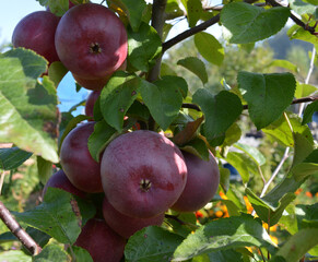 ripe red apples ripened in the garden for a healthy fortified diet