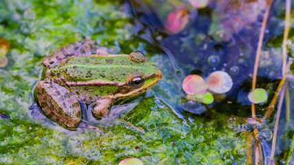 Grenouille sur une feuille, dans un étang