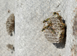 a small swarm of yellow wasps crawl and build a hive on the sheer mountain wall in summer
