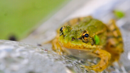 Gros plan œil de grenouille 