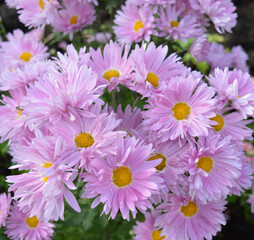 lilac perennial Aster flowers in a large bouquet bloom in summer and autumn